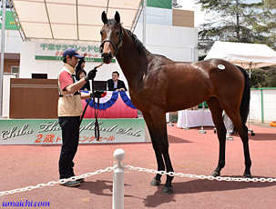 千葉サラブレッドセールについて 馬市ドットコム