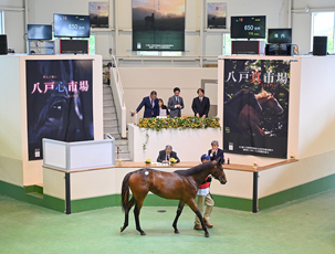 yˎs2025(Hachinohe Sale)zJ(ʊTv)