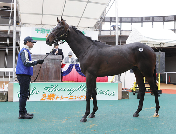 【千葉サラブレッドセール2026(2歳)】の結果概要(キタサンブラック産駒が最高額)