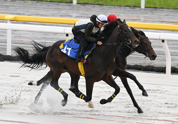 【千葉サラブレッドセール2026(2歳)】の結果概要(キタサンブラック産駒が最高額)
