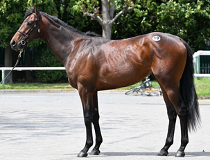 �y2026 JRA�u���[�Y�A�b�v�Z�[��(JRA Breeze Up Sale)�z�̌��ʊT�v(�t�@�C�i���X�e�[�W���ʂ𔽉f�����ŏI����)