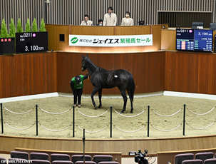 �y�W�F�C�G�X��~�G�ɐB�n�Z�[��2026(JS Company Winter Broodmare Sale)�z���J��(���ʊT�v��)