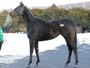 �y�W�F�C�G�X��~�G�ɐB�n�Z�[��2026(JS Company Winter Broodmare Sale)�z���J��(���ʊT�v��)