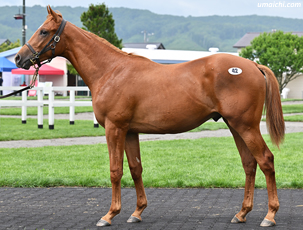 �y�Z���N�V�����Z�[��2026(Seletion Sale)�z�̑������ʊT�v(�ō��z�n�ʐ^����椃C���^�r���[�f���Ȃ�)