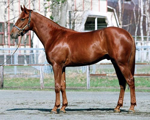 No.31-クライドコーストの16（byチーフベアハート）