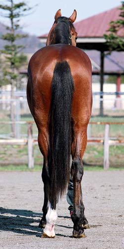 No.115-���g���V�F�[�o�[��16�iby�A�h�}�C���R�W�[���j