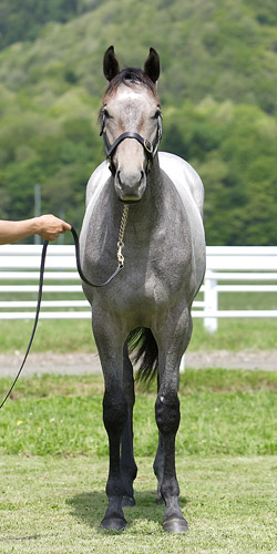 ���[�K���\�����[�V������2006�iby�N���t�l�j