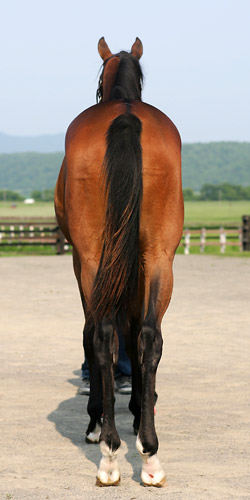 �v���}�}�e���A��2006�iby�A�h�}�C���{�X�j