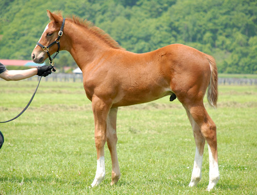 �^�C�L�~�X�e���[��2007�iby�l�I���j���@�[�X�j