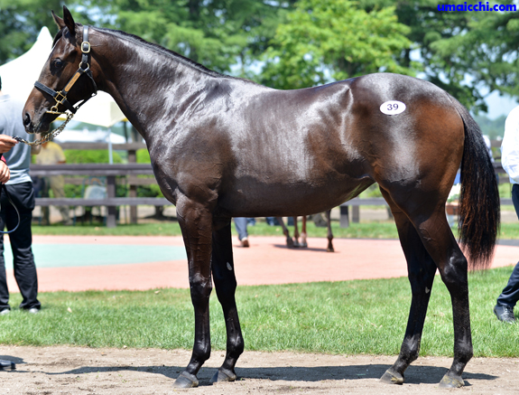 馬のポニー シェトランドポニー 100 | HANSA