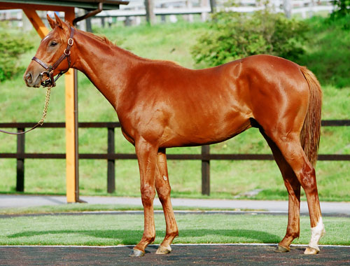 No.693�@�A�C���b�V���^�y�X�g���[�̂Q�O�O�T